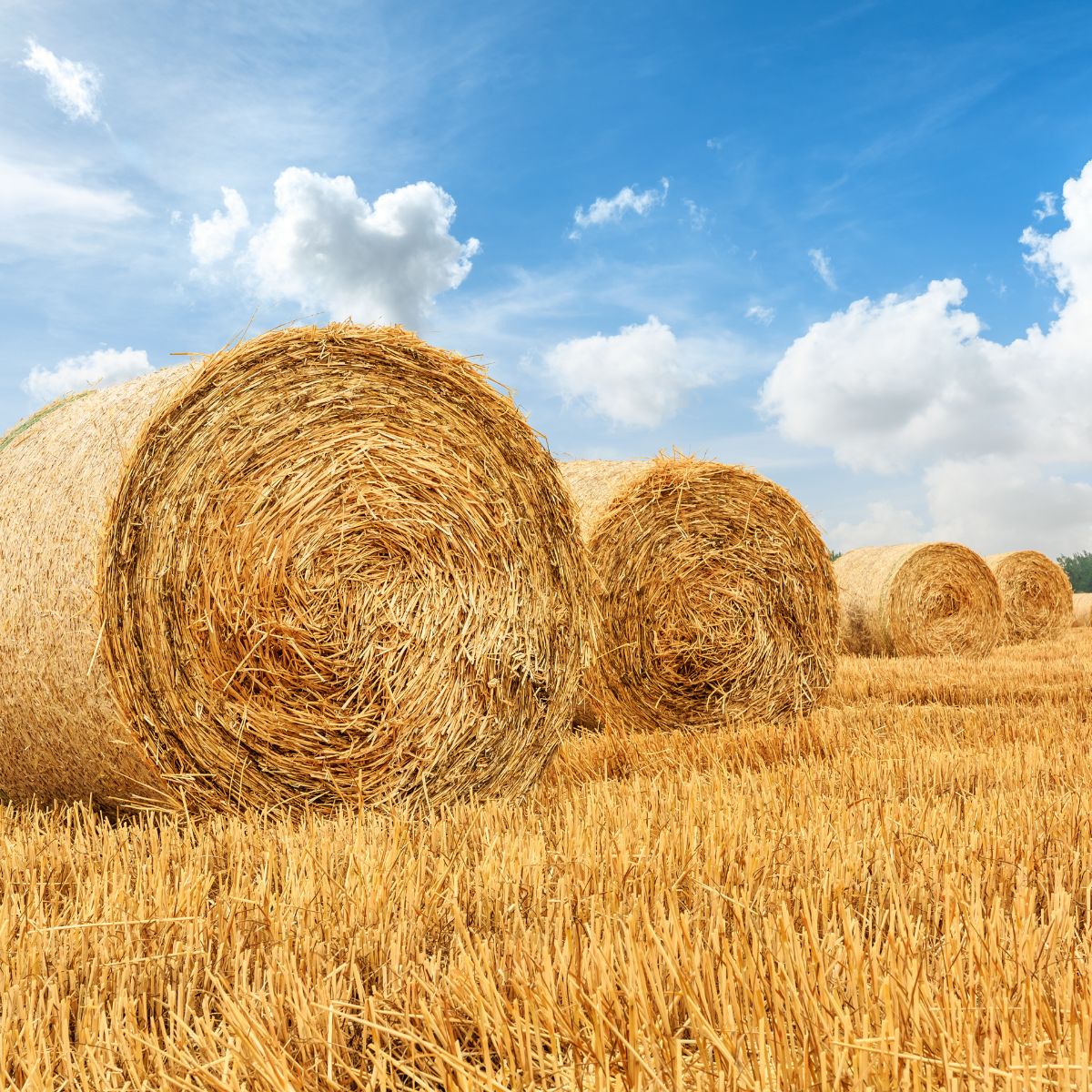 Why Regular Hay Sampling Ensures Livestock Health